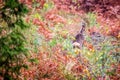 Roe deer in autumn forest Royalty Free Stock Photo
