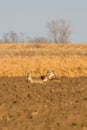 Wild Roe Deer in a Field, Capreolus Capreolus Royalty Free Stock Photo