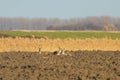 Wild Roe Deer in a Field, Capreolus Capreolus Royalty Free Stock Photo