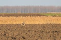 Wild Roe Deer in a Field, Capreolus Capreolus Royalty Free Stock Photo