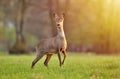 Wild roe deer in a field Royalty Free Stock Photo