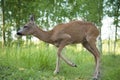 Wild roe deer in the forest Royalty Free Stock Photo