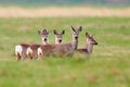 Wild roe deer herd in a field (Capreolus capreolus) Royalty Free Stock Photo