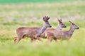 Wild roe deer herd in a field (Capreolus capreolus) Royalty Free Stock Photo