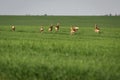 Wild Roe Deer Herd Running. Capreolus Capreolus.
