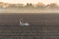 Wild roe deer laying on the field. Capreolus capreolus. Royalty Free Stock Photo