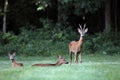 Wild roe deer,male and female standing in a grass field Royalty Free Stock Photo