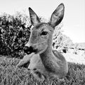 Wild roe deer resting in the garden Royalty Free Stock Photo