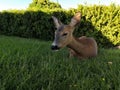 Wild roe deer resting in the garden Royalty Free Stock Photo