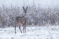 Wild roe deer in a snowstorm Royalty Free Stock Photo