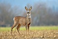 Wild roe deer standing in a field Royalty Free Stock Photo