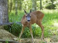 Wild roe deer Royalty Free Stock Photo