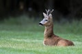 Wild roe deer(male) standing in a grass field Royalty Free Stock Photo