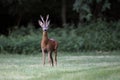 Wild roe deer& x28;male& x29; standing in a grass field Royalty Free Stock Photo