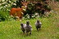 Wild roe the male, curiously looking at a group of chicken babies