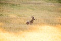 Wild roebuck walking in a field Royalty Free Stock Photo