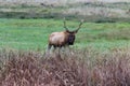 Wild roosevelt elk bull Royalty Free Stock Photo