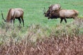Wild roosevelt elk bull Royalty Free Stock Photo