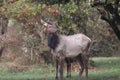 Roosevelt elk (Cervus canadensis roosevelti) Royalty Free Stock Photo