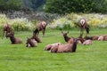 Wild roosevelt elk Royalty Free Stock Photo