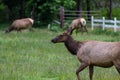 Wild roosevelt elk Royalty Free Stock Photo