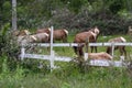 Wild roosevelt elk Royalty Free Stock Photo