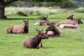 Wild roosevelt elk Royalty Free Stock Photo