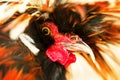 Wild Rooster Head Close Up