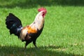 Wild Rooster in Kauai