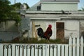 Wild rooster in Key West, Florida