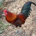 Wild rooster in Key West, Florida