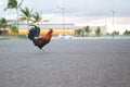 Wild rooster in the middle of the road