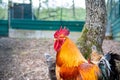 Wild rooster in Rupit village in Catalonia, Spain.