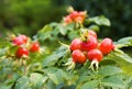 Wild rose Royalty Free Stock Photo