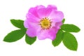 Wild rose Royalty Free Stock Photo