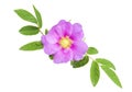 Wild rose Royalty Free Stock Photo