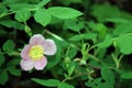 Wild Rose