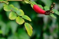 Wild rose autumn tree fruits red blur