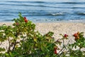 Wild rose, beach and sea