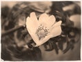 Wild Rose in black and white sepia stained antique style