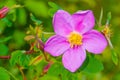 Wild Rose Royalty Free Stock Photo