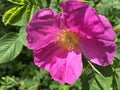 Wild rose in bloom in the spring in Maine Royalty Free Stock Photo