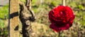 wild rose born under a vine. Campaigns in Italy