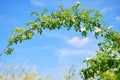 Wild rose branch blooming in springtime