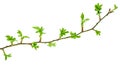 Wild rose branch with fresh leaves Royalty Free Stock Photo