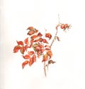 Wild rose branch with hips watercolor painting