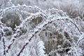 Wild rose branches covered with hoar-frost.