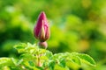 Wild rose bud with dew Royalty Free Stock Photo