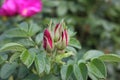 Wild rose buds in The city garden blooms