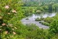 Wild rose bush on a background of river rapids Royalty Free Stock Photo